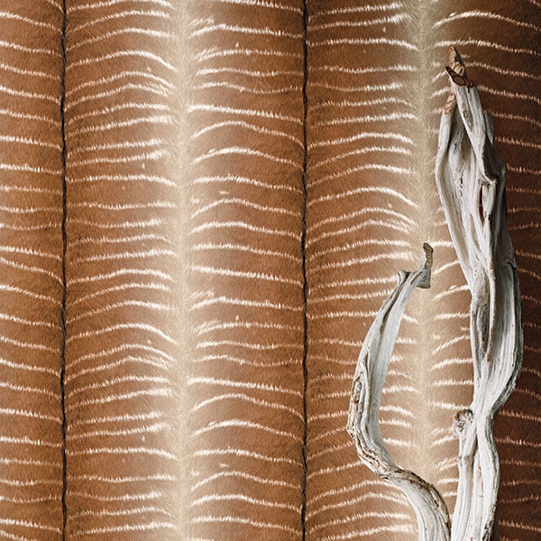 Galerie Wallpaper Product code: 473520R - African Queen 2 Wallpaper Collection -   
