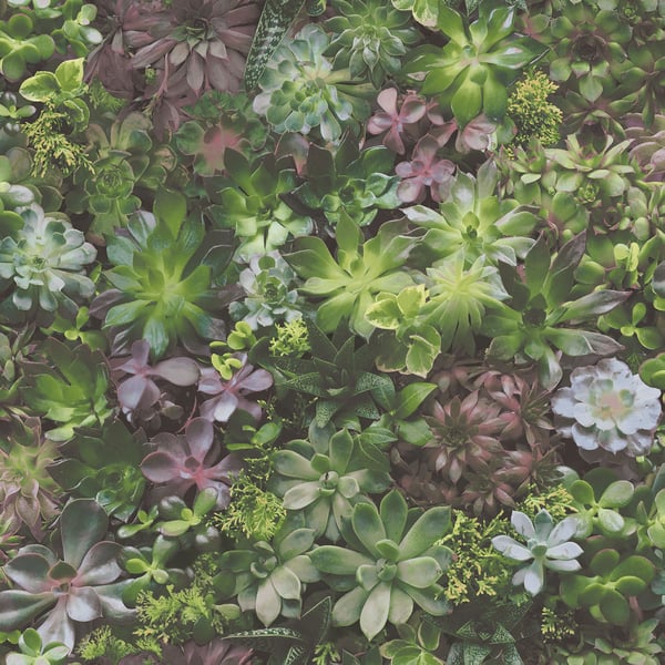 Galerie Wallpaper Product code: 7322 - Evergreen Wallpaper Collection - Multicolor Colours -  
