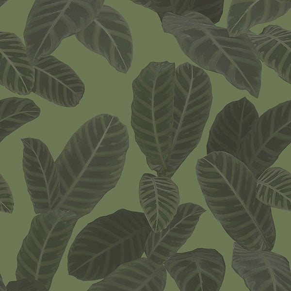 Galerie Wallpaper Product code: ED13127 - Ted Baker Eden Wallpaper Collection - Green Colours -  
